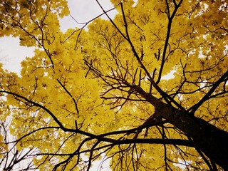 Golden autumn canopy from below