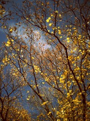 Nostalgic autumn sky with old tree