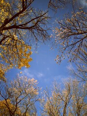 Timeless autumn silhouette with retro tones