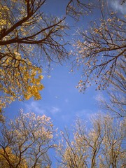 Faded golden leaves in vintage scenery