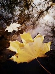 Floating yellow maple leaf on calm water 