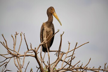 young Marabou stork on a tree branch in Africa