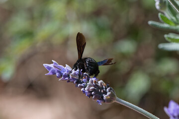 The vanda and the Bumblebee
