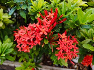 The red needle flowers are blooming, looking beautiful.