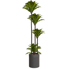 Decorative potted palm tree indoor plant