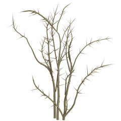 Dry, spiny plant in desert biome