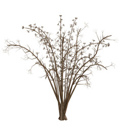 Desert plant illustration against a black background