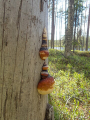 Fungus on an old grey tree trunk in the forests of eastern Finland on a summer day