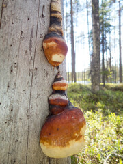 Fungus on an old grey tree trunk in the forests of eastern Finland on a summer day