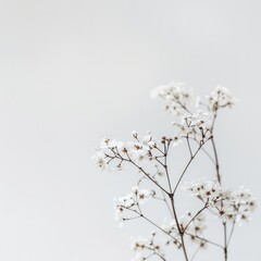  A clean, white backdrop emphasizes simplicity and purity.