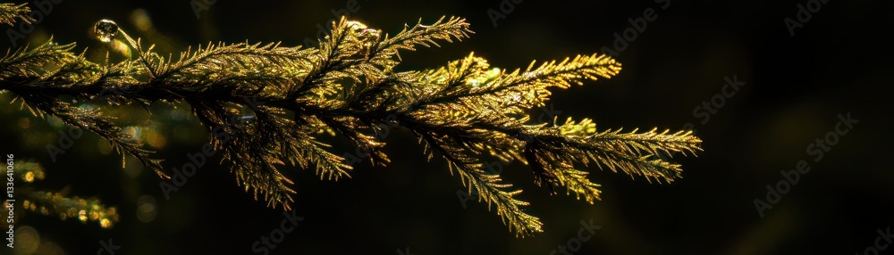 Poster a close up shot of a green conifer branch illuminated by light