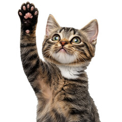 Naklejka premium [Transparent Background PNG]Cute Kitten Raising Paw Adorable Pet Portrait