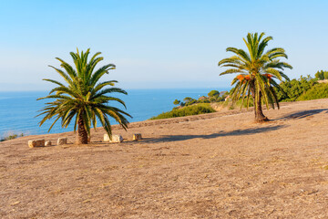 Palm Trees Against Ocean View at Palos Verdes Estates Shoreline Preserve
