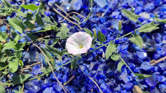 Sur fond de galets bleu vif, une d&eacute;licate fleur blanche se balance doucement dans la brise.