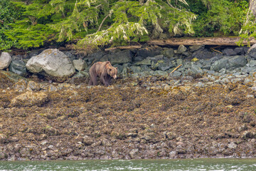 Grizzly Bear (Ursus arctos horribilis) at low tide, Knight Inlet, Vancouver Island, British...