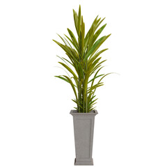 Tall, vibrant green and yellow plant in a light gray planter