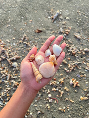 Various seashells on the palm, a lots of seashells on the beach, vacation time in summer at Hat Chao Mai National Park.