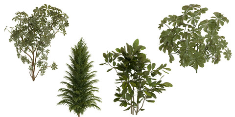 Forest Trees Isolated on Black Background