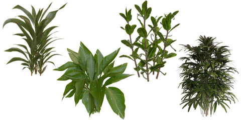 Assorted houseplants displayed