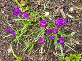 Purple crocus the first spring flower grows from the soil. The bright purple flower, long green leaves on the stem. Photography top view. First sprout flowers growing on the ground in spring.