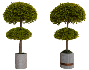 Two double-top topiary trees in grey planters