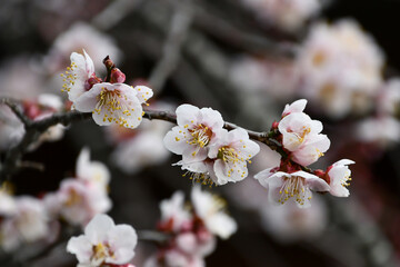 Obraz premium 早春の梅の花