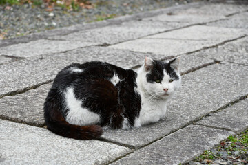 見つめる猫