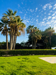 Fototapeta premium Green lawns, palm trees, and a sunny blue sky in Paphos, Cyprus. Scenic walking paths along the Paphos waterfront, perfect for tourists and locals. A concept of Mediterranean relaxation and nature
