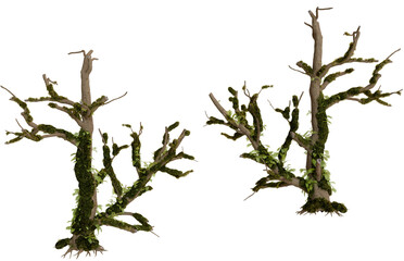 Two gnarled trees, overgrown with moss, isolated on black background