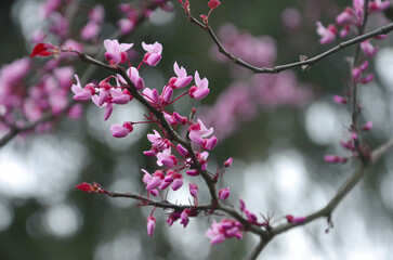  Redbud tree 'Cercis Canadensis' tree branch with blooming tiny pink flowers. 'Forest pansy' bloossom against natural bokeh background.. Closeup photo outdoors. Free copy space.