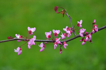 Blooming redbud tree (Cercis canadensis) branch with flowers and tiny leaves against natural spring green background. Closeup photo outdoors. Landscaping concept.Free copy space.