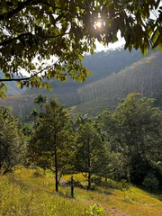 Durian garden on a mountain in the afternoon on a nice day, landscape view
