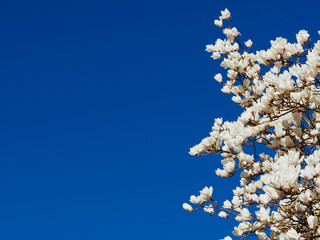 Spring arrives. Magnolia white flowers with blue sky and copy space