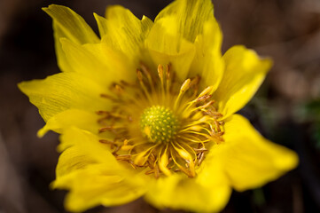 yellow flower macro