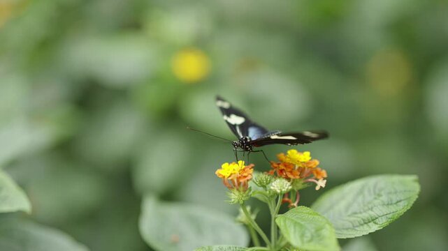 Sara Longwing Butterfly