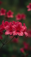 Fototapeta premium Vibrant red azaleas in bloom against lush greenery