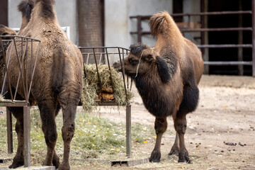Bactrian Camels Eat Hay On Farm