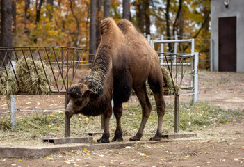 Bactrian Camels Eat Hay On Farm