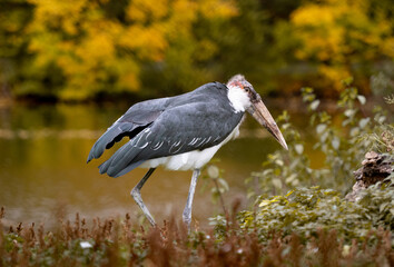Stork Marabou Stands Near Lake In Autumn