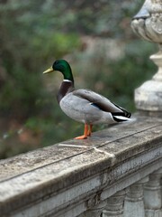 duck on the bridge