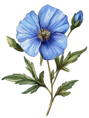 Blue  spring flower isolated on white background
