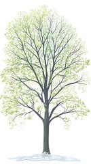 Obraz premium Spring tree illustration, isolated, snow at base, nature art, background image, graphic design