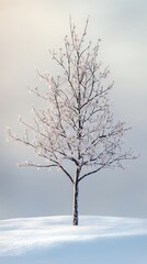 Fototapeta premium Solitary frosted tree in snowy landscape