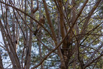 A bird from the genus of jays of the Vranov family of the sparrow-like order. A small bird is sitting on a tree. The bird is known for its ability to imitate various sounds and human speech.