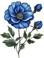 Blue  spring flower isolated on white background
