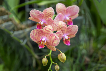 Pink and white striped orchid flowers growing on long stems in the background of a beautiful soft green bokeh.