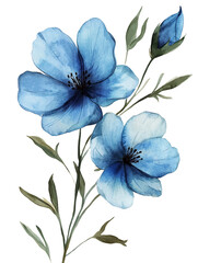 Blue  spring flower isolated on white background
