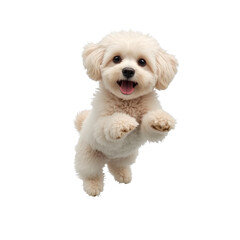 Obraz premium Maltipoo dog jumping mid-air with its front paws raised, captured in motion, isolated on a white background.