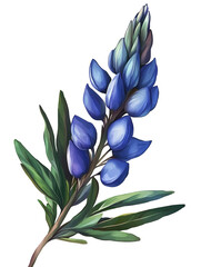 Blue  spring flower isolated on white background
