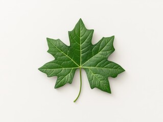 Fototapeta premium Vibrant green papaya leaf on a neutral background showcasing its intricate texture